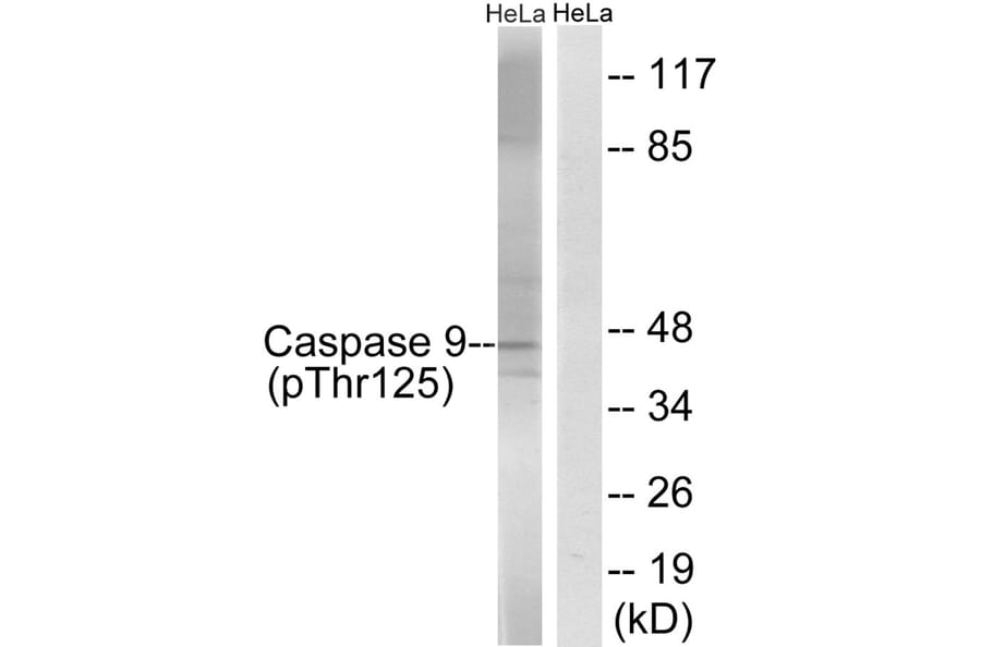 Western blot - Caspase 9 (Phospho-Thr125) Antibody from Signalway Antibody (11649) - Antibodies.com