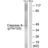 Western blot - Caspase 9 (Phospho-Thr125) Antibody from Signalway Antibody (11649) - Antibodies.com