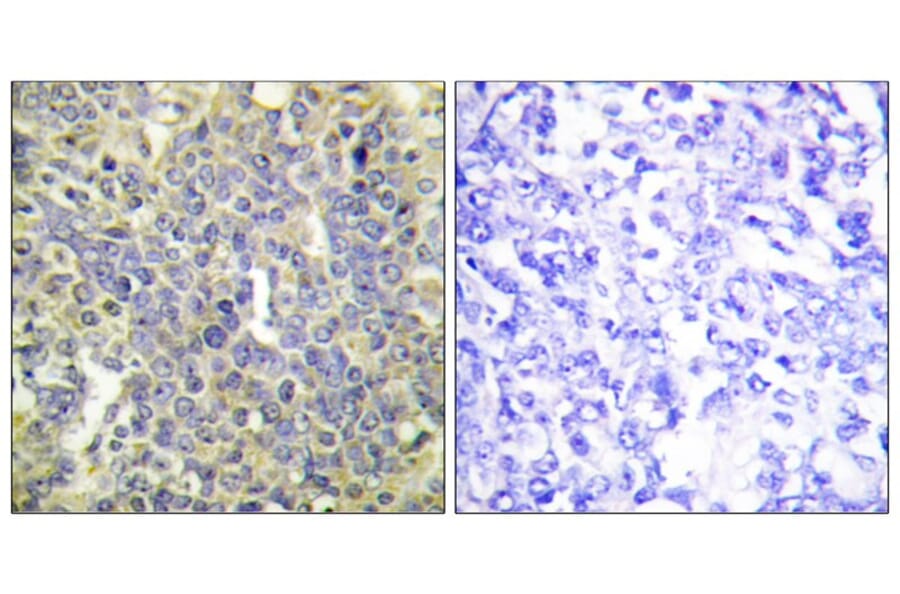 Immunohistochemistry - Caspase 9 (Phospho-Thr125) Antibody from Signalway Antibody (11649) - Antibodies.com