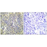 Immunohistochemistry - Caspase 9 (Phospho-Thr125) Antibody from Signalway Antibody (11649) - Antibodies.com