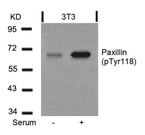 Western blot - Paxillin (Phospho-Tyr118) Antibody from Signalway Antibody (11089) - Antibodies.com