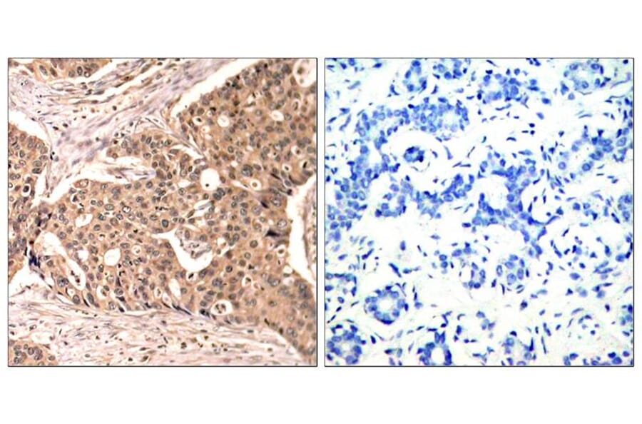Immunohistochemistry - Paxillin (Phospho-Tyr118) Antibody from Signalway Antibody (11089) - Antibodies.com