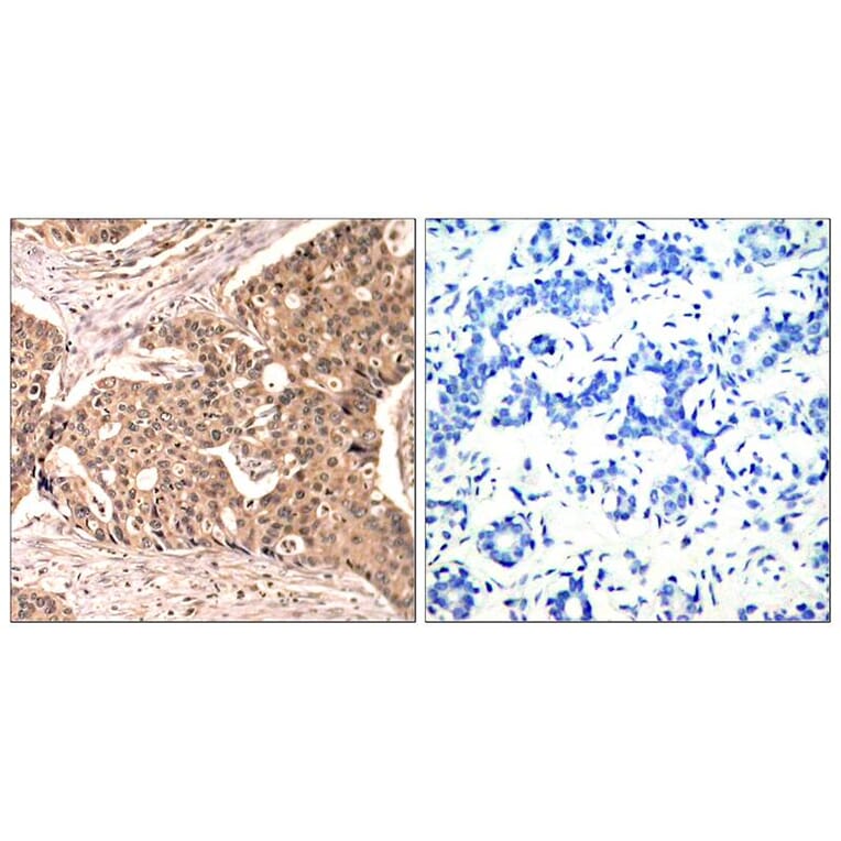 Immunohistochemistry - Paxillin (Phospho-Tyr118) Antibody from Signalway Antibody (11089) - Antibodies.com