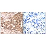 Immunohistochemistry - Paxillin (Phospho-Tyr118) Antibody from Signalway Antibody (11089) - Antibodies.com