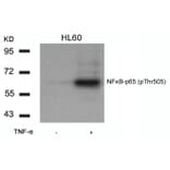 Western blot - NFkB-p65 (Phospho-Thr505) Antibody from Signalway Antibody (11166) - Antibodies.com