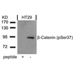 Western blot - b-Catenin (Phospho-Ser37) Antibody from Signalway Antibody (11219) - Antibodies.com