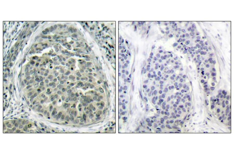 Immunohistochemistry - b-Catenin (Phospho-Ser37) Antibody from Signalway Antibody (11219) - Antibodies.com