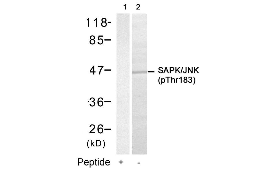 Western blot - SAPK/JNK (Phospho-Thr183) Antibody from Signalway Antibody (11249) - Antibodies.com