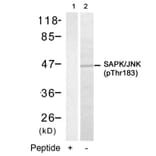 Western blot - SAPK/JNK (Phospho-Thr183) Antibody from Signalway Antibody (11249) - Antibodies.com