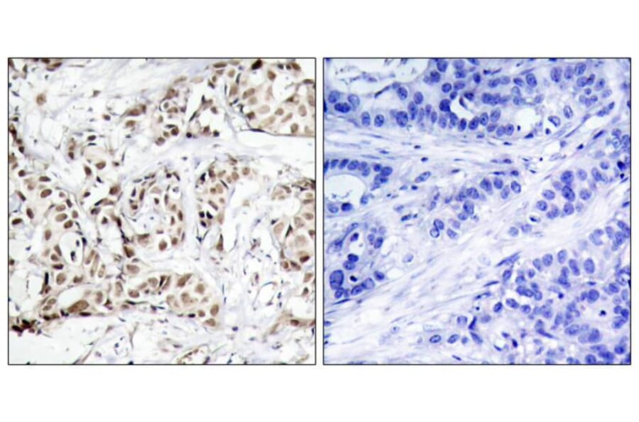 Immunohistochemistry - SAPK/JNK (Phospho-Thr183) Antibody from Signalway Antibody (11249) - Antibodies.com