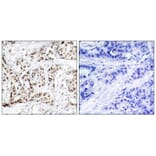 Immunohistochemistry - SAPK/JNK (Phospho-Thr183) Antibody from Signalway Antibody (11249) - Antibodies.com