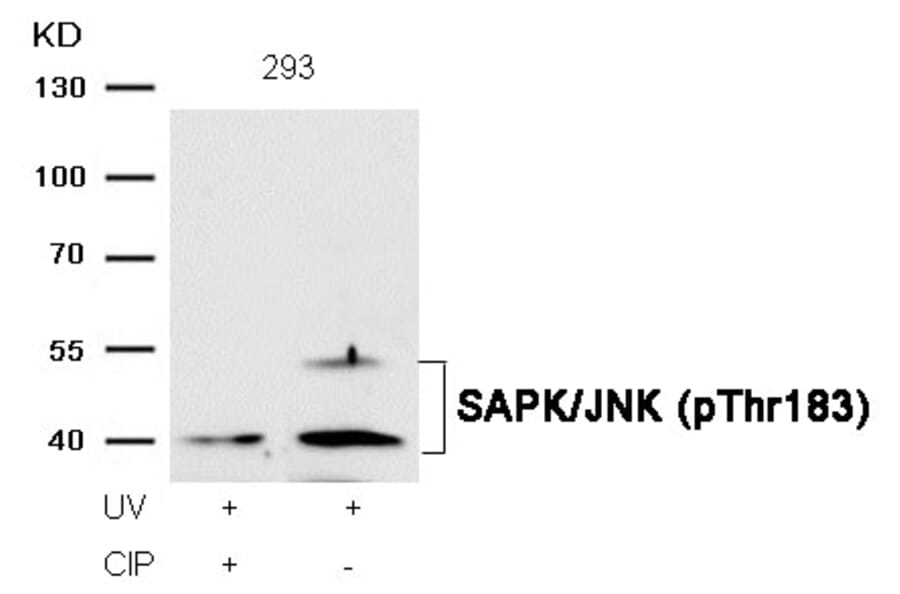 Western blot - SAPK/JNK (Phospho-Thr183) Antibody from Signalway Antibody (11249) - Antibodies.com