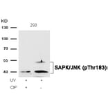 Western blot - SAPK/JNK (Phospho-Thr183) Antibody from Signalway Antibody (11249) - Antibodies.com