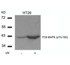 Western blot - P38 MAPK (Phospho-Thr180) Antibody from Signalway Antibody (11252) - Antibodies.com