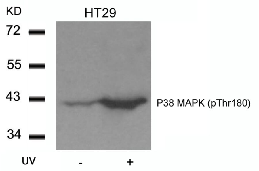 Western blot - P38 MAPK (Phospho-Thr180) Antibody from Signalway Antibody (11252) - Antibodies.com