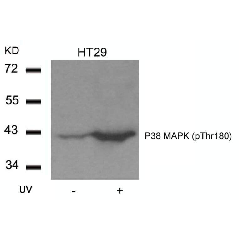 Western blot - P38 MAPK (Phospho-Thr180) Antibody from Signalway Antibody (11252) - Antibodies.com