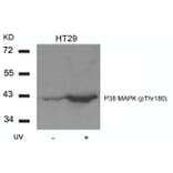 Western blot - P38 MAPK (Phospho-Thr180) Antibody from Signalway Antibody (11252) - Antibodies.com