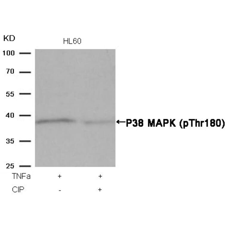Western blot - P38 MAPK (Phospho-Thr180) Antibody from Signalway Antibody (11252) - Antibodies.com