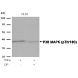 Western blot - P38 MAPK (Phospho-Thr180) Antibody from Signalway Antibody (11252) - Antibodies.com