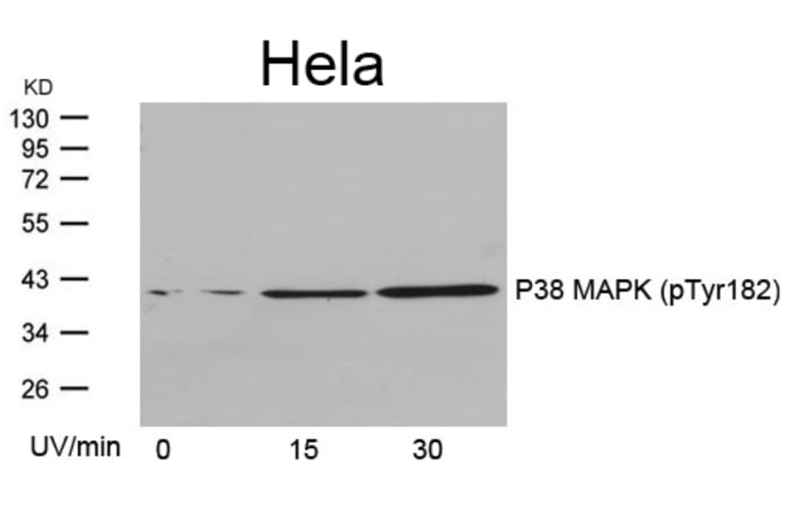 Western blot - P38 MAPK (Phospho-Tyr182) Antibody from Signalway Antibody (11253) - Antibodies.com