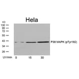 Western blot - P38 MAPK (Phospho-Tyr182) Antibody from Signalway Antibody (11253) - Antibodies.com