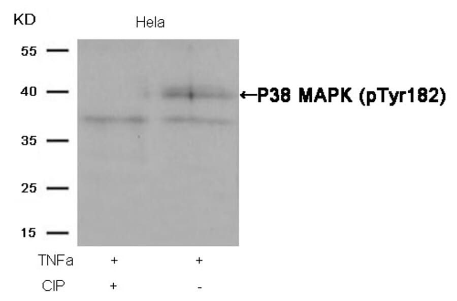 Western blot - P38 MAPK (Phospho-Tyr182) Antibody from Signalway Antibody (11253) - Antibodies.com