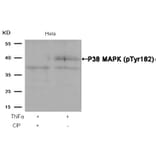 Western blot - P38 MAPK (Phospho-Tyr182) Antibody from Signalway Antibody (11253) - Antibodies.com