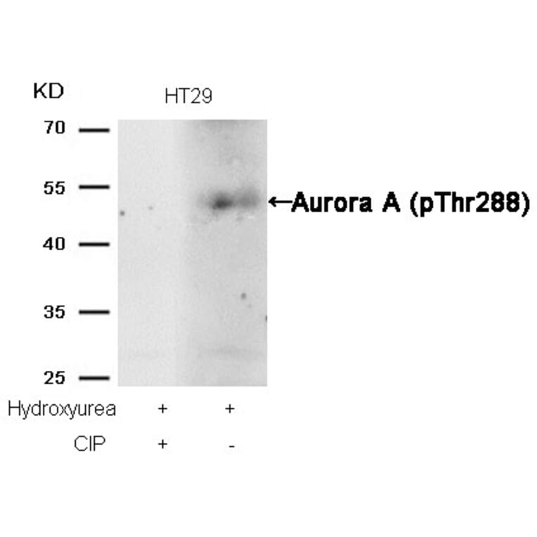 Spot-tag® antibody (28A5)