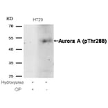 Western blot - Aurora A (phospho-Thr288) Antibody from Signalway Antibody (11519) - Antibodies.com