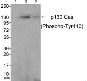 Western blot - p130 Cas (Phospho-Tyr410) Antibody from Signalway Antibody (11651) - Antibodies.com