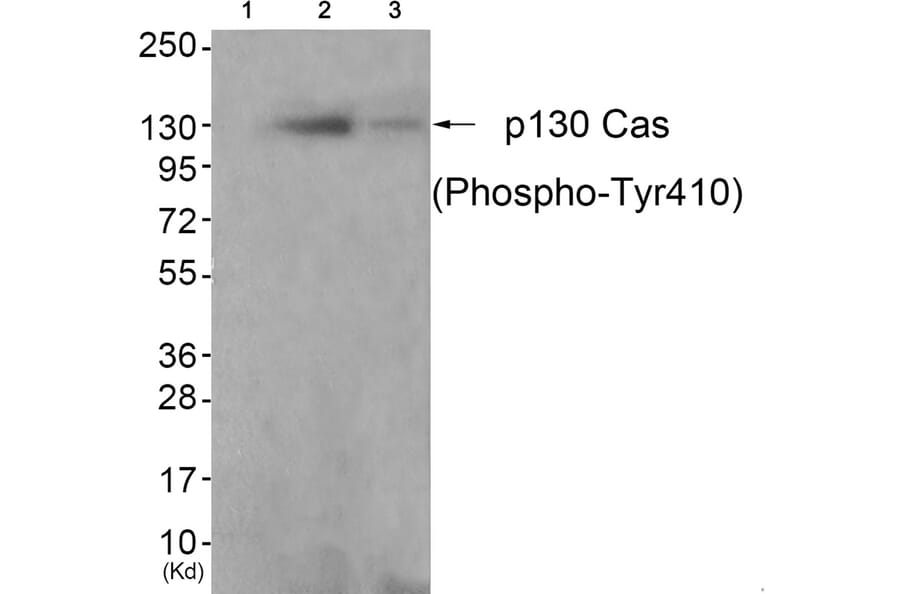 Western blot - p130 Cas (Phospho-Tyr410) Antibody from Signalway Antibody (11651) - Antibodies.com