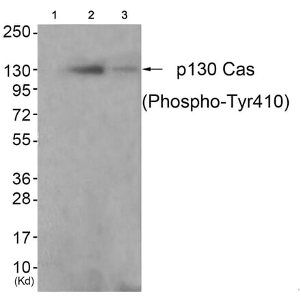 Western blot - p130 Cas (Phospho-Tyr410) Antibody from Signalway Antibody (11651) - Antibodies.com
