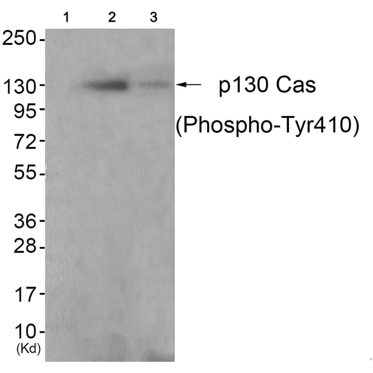 Western blot - p130 Cas (Phospho-Tyr410) Antibody from Signalway Antibody (11651) - Antibodies.com