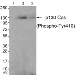 Western blot - p130 Cas (Phospho-Tyr410) Antibody from Signalway Antibody (11651) - Antibodies.com