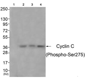 Western blot - Cyclin C (Phospho-Ser275) Antibody from Signalway Antibody (11797) - Antibodies.com