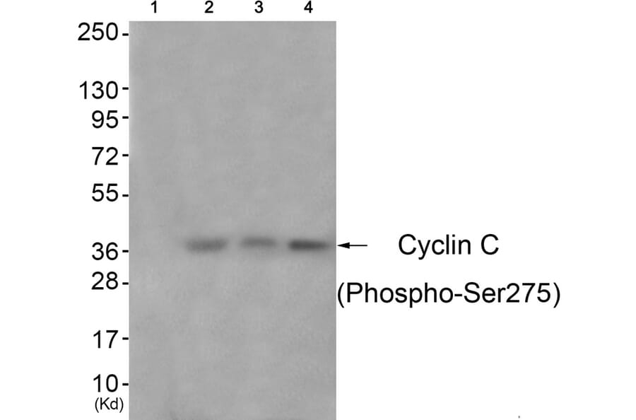 Western blot - Cyclin C (Phospho-Ser275) Antibody from Signalway Antibody (11797) - Antibodies.com