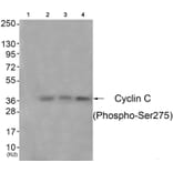 Western blot - Cyclin C (Phospho-Ser275) Antibody from Signalway Antibody (11797) - Antibodies.com