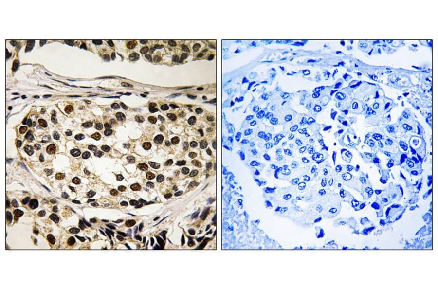 Immunohistochemistry - Cyclin C (Phospho-Ser275) Antibody from Signalway Antibody (11797) - Antibodies.com