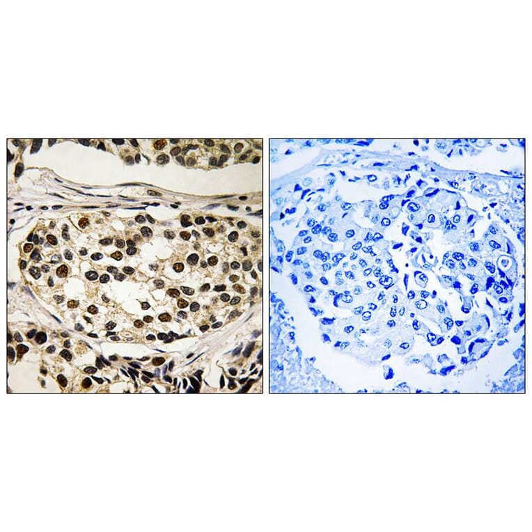 Immunohistochemistry - Cyclin C (Phospho-Ser275) Antibody from Signalway Antibody (11797) - Antibodies.com
