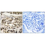 Immunohistochemistry - Cyclin C (Phospho-Ser275) Antibody from Signalway Antibody (11797) - Antibodies.com