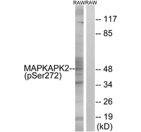 Western blot - MAPKAPK2 (Phospho-Ser272) Antibody from Signalway Antibody (11806) - Antibodies.com