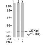 Western blot - p27Kip1 (Phospho-Thr187) Antibody from Signalway Antibody (11208) - Antibodies.com