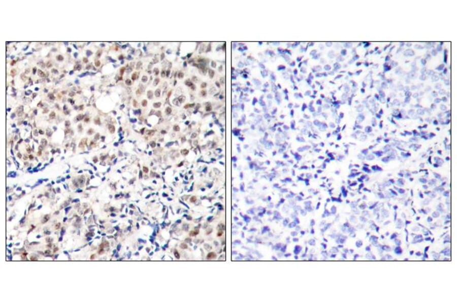 Immunohistochemistry - p27Kip1 (Phospho-Thr187) Antibody from Signalway Antibody (11208) - Antibodies.com