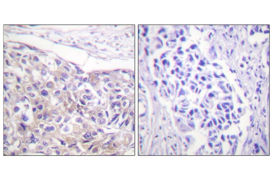 Immunohistochemistry - p90 RSK (Phospho-Thr573) Antibody from Signalway Antibody (11665) - Antibodies.com