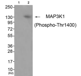 Western blot - MAP3K1 (Phospho-Thr1402) Antibody from Signalway Antibody (11737) - Antibodies.com