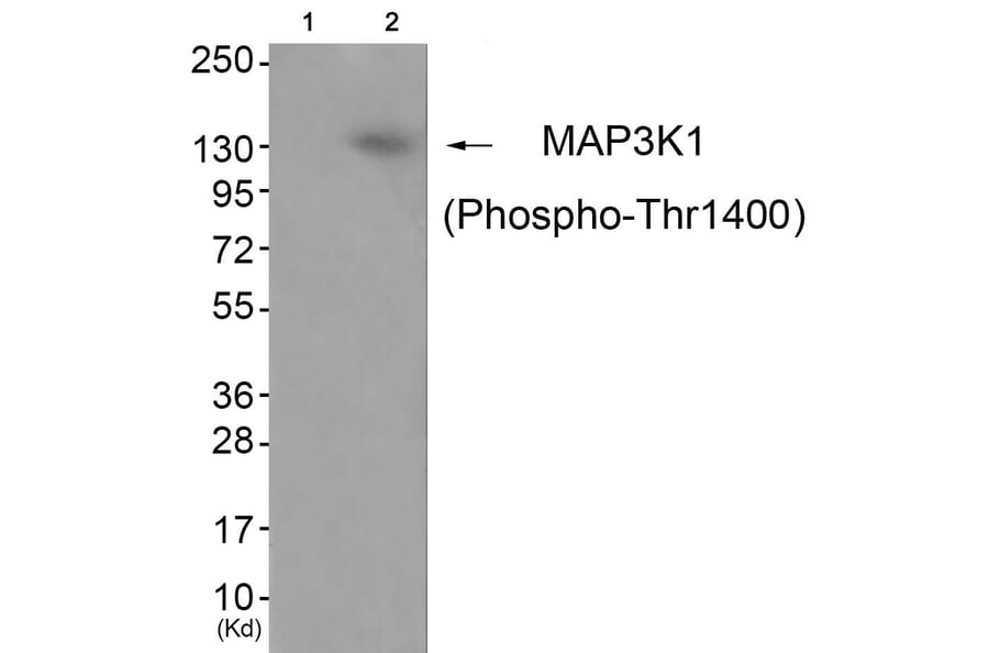 Western blot - MAP3K1 (Phospho-Thr1402) Antibody from Signalway Antibody (11737) - Antibodies.com