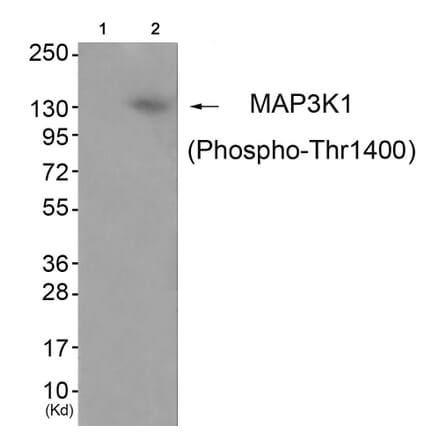 Western blot - MAP3K1 (Phospho-Thr1402) Antibody from Signalway Antibody (11737) - Antibodies.com
