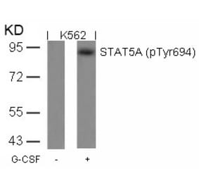 Western blot - STAT5a (Phospho-Tyr694) Antibody from Signalway Antibody (11048) - Antibodies.com
