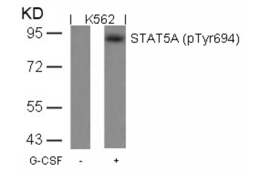 Western blot - STAT5a (Phospho-Tyr694) Antibody from Signalway Antibody (11048) - Antibodies.com