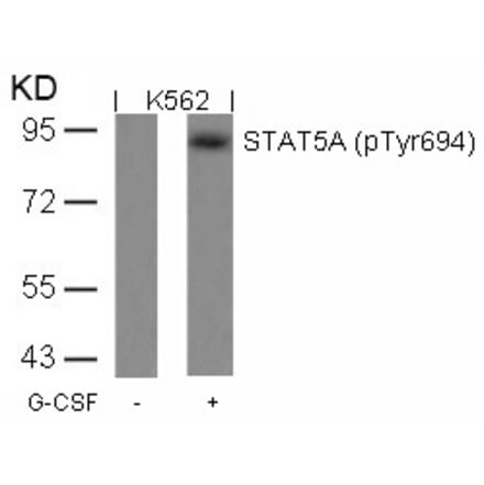 Western blot - STAT5a (Phospho-Tyr694) Antibody from Signalway Antibody (11048) - Antibodies.com
